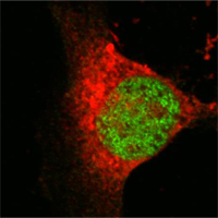 a02757 kat8 primary antibodies if testing 1