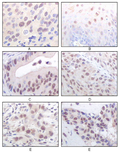 a02757 kat8 primary antibodies ihc testing 3