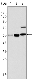 a02757 kat8 primary antibodies wb testing 2