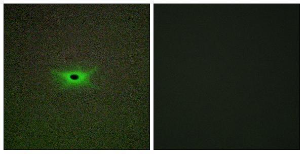 Immunofluorescence analysis of A549 cells, using PRKAG2 Antibody