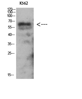 Western Blot analysis of K562 using Antibody diluted at 1:1000