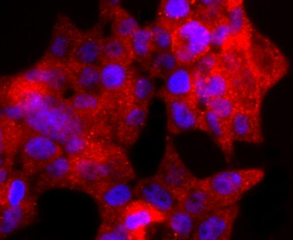 ICC staining TIA1 in 293T cells (red)