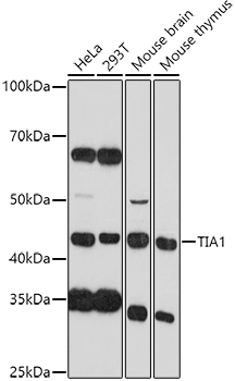Western blot analysis of extracts of various cell lines, using TIA1 antibody  at 1:1000 dilution