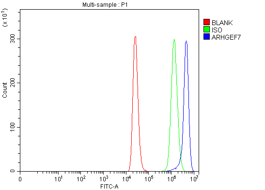 a02764 2 arhgef7 primary antibodies fcm testing 13