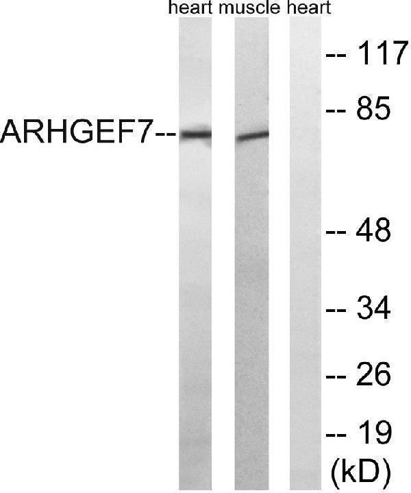 a02764 arhgef7 primary antibodies wb testing 2