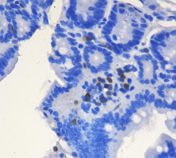 a02765 1 cd3e primary antibodies ihc testing 2_1