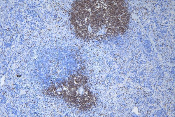 a02765 1 cd3e primary antibodies ihc testing 3_1