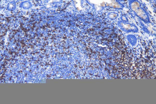 a02765 1 cd3e primary antibodies ihc testing 4