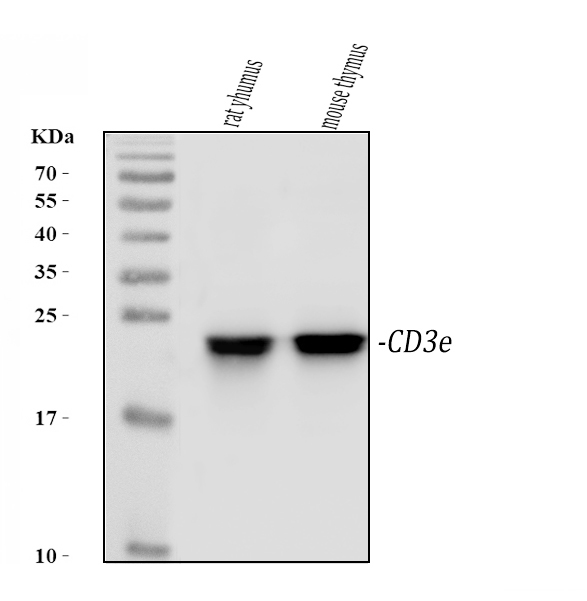 a02765 1 cd3e primary antibodies wb testing 1_1