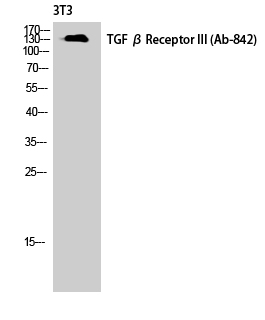 a02765 tgfbr3 primary antibodyes wb testing 1