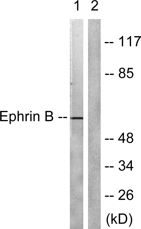 a02767 efnb1 primary antibodies wb testing 3