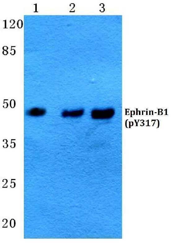 Western blot (WB) analysis of p-Ephrin-B1 (Y317) polyclonal antibody at 1:500 dilution
Lane1:HepG2 cell lysate
Lane2:Mouse heart tissue lysate
Lane3:Rat skeletal muscle tissue lysate