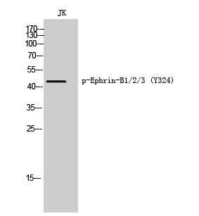 Western Blot analysis of JK cells using Phospho-Ephrin-B1/2/3 (Y324) Polyclonal Antibody