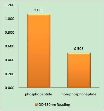 a02767y329 efnb1 primary antibodies elisa testing 1