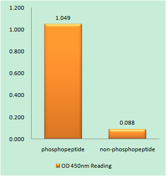 Enzyme-Linked Immunosorbent Assay (Phospho-ELISA) for Immunogen Phosphopeptide (Phospho-left) and Non-Phosphopeptide (Phospho-right), using EFNB1/2 (Phospho-Tyr330) Antibody