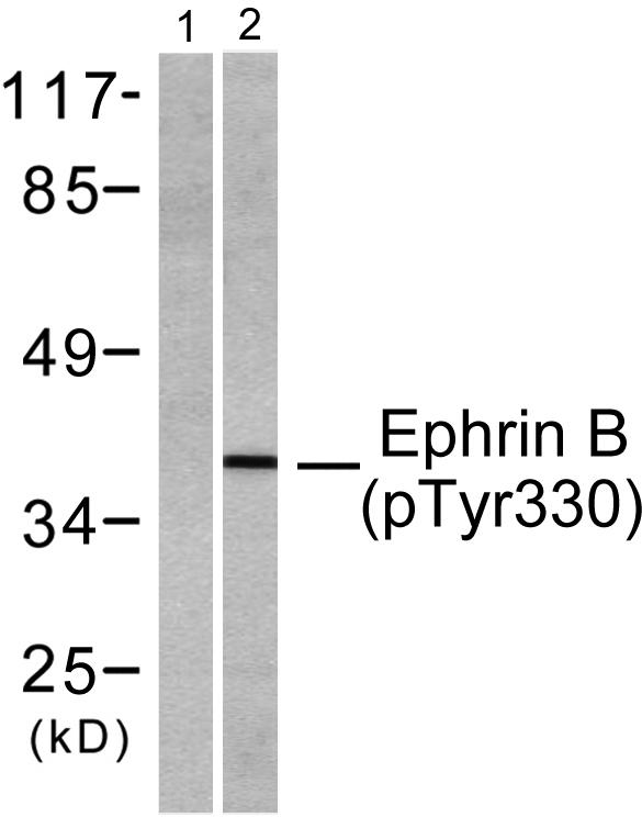 Western blot analysis of lysates from 293 cells treated with TNF-a 20ng/ml 30