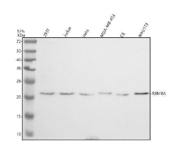 Western blot analysis of RBM8A using anti-RBM8A antibody (A02769-1)