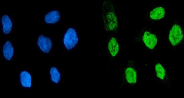 a02770 2 khsrp primary antibodies if testing 8