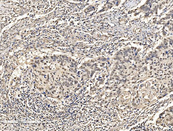 a02770 2 khsrp primary antibodies ihc testing 3