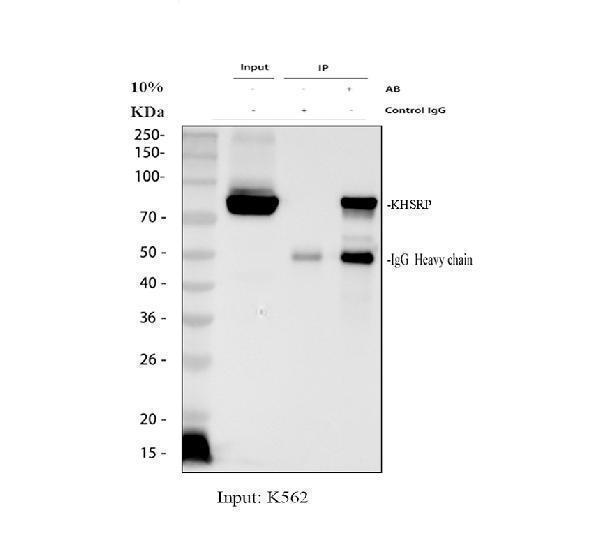 a02770 2 khsrp primary antibodies ip testing 1
