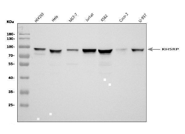 a02770 2 khsrp primary antibodies wb testing 1