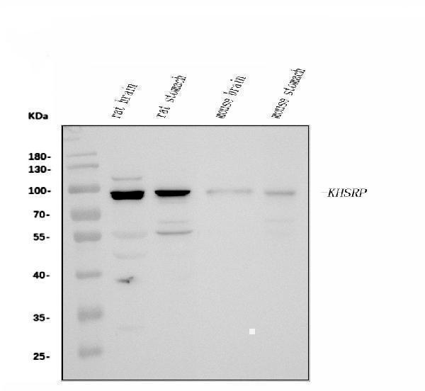 a02770 2 khsrp primary antibodies wb testing 10