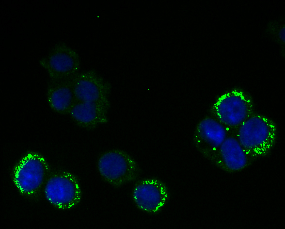 a02771 1 rangap1 primary antiboties icc testing 2