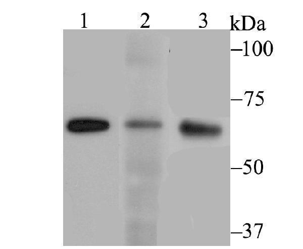 a02771 1 rangap1 primary antiboties wb testing 1
