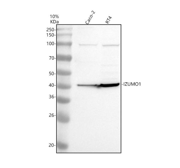 a02772 1 izumo1 primary antibodies wb testing 1