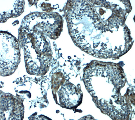 a02772 izumo1 primary antibodies ihc testing 2