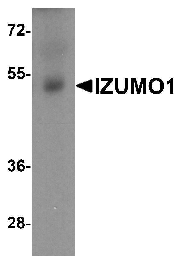 a02772 izumo1 primary antibodies wb testing 1