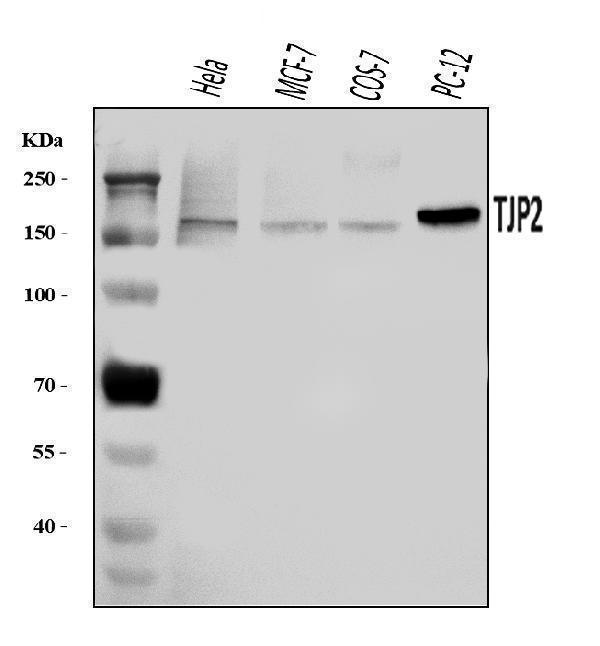 Western blot validation image for TJP2 using A02774-2; observed band 134 kDa