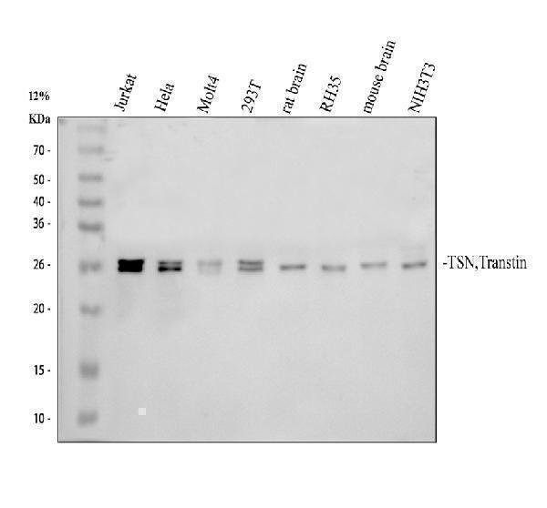 Western blot analysis of TSN using anti-TSN antibody (A02777-3)