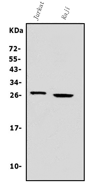 a02779 3 gzma primary antibodies wb testing 1
