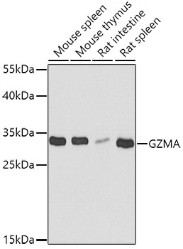a02779 gzma primary antiboties wb testing 1