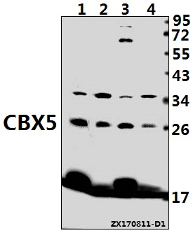Western blot (WB) analysis of CBX5 (K69) pAb at 1:500 dilution
Lane1:MEF whole cell lysate(40ug)
Lane2:C6 whole cell lysate(40ug)
Lane3:K562 whole cell lysate(40ug)
Lane4:Hela whole cell lysate(40ug)