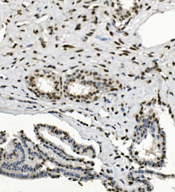 a02780 3 cbx5 primary antibodies ihc testing 4