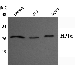 Western Blot analysis using HP1α Monoclonal Antibody against HeLa nuclear extract, 3T3, MCF7 whole cell lysate
