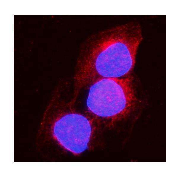 a02781 1 aco1 primary antibodies if testing 6