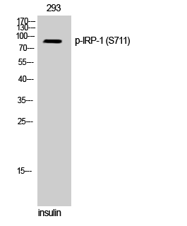 a02781s711 aco1 primary antibodies wb testing 2