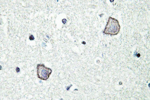 Immunohistochemistry (IHC) analyzes of EDG-2 (W45) pAb in paraffin-embedded mouse brain tissue