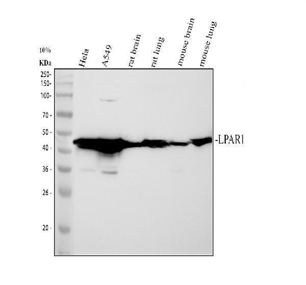 Western blot analysis of EDG2/LPAR1 using anti-EDG2/LPAR1 antibody (A02782-2)