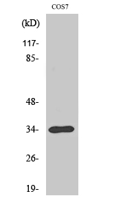 a02785 1 tradd primary antibodies wb testing 3