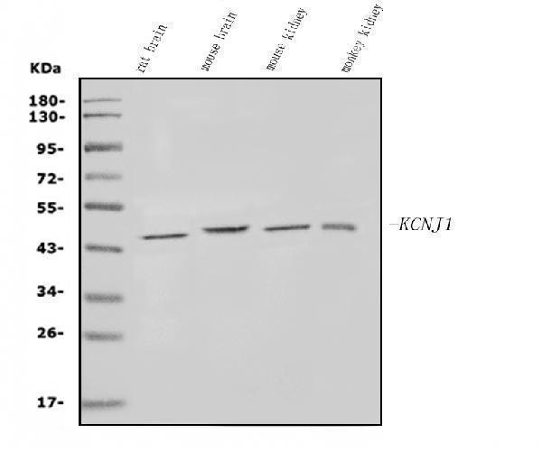 a02788 2 kcnj1 primary antibodies wb testing 1