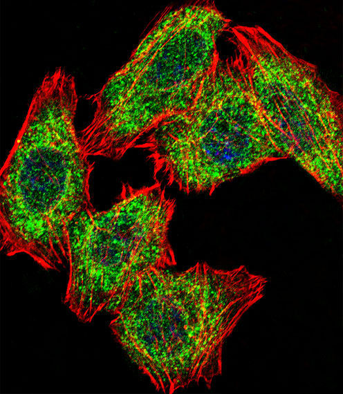 a02791 1 anti pa2g4 antibody center r243 if testing 1