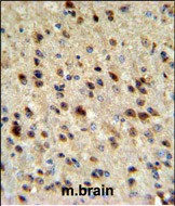 a02791 2 anti ebp1 antibody c term ihc p testing 3