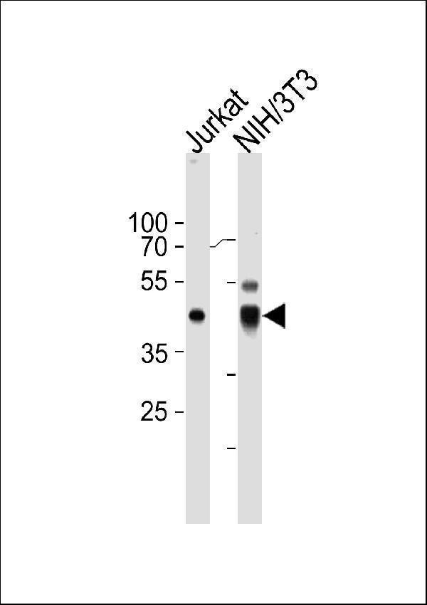 a02791 2 anti ebp1 antibody c term wb testing 1