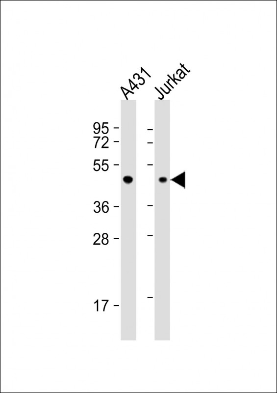 a02791 2 anti ebp1 antibody c term wb testing 2