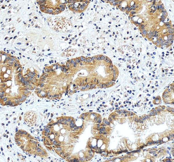 a02791 pa2g4 primary antibodies ihc testing 5