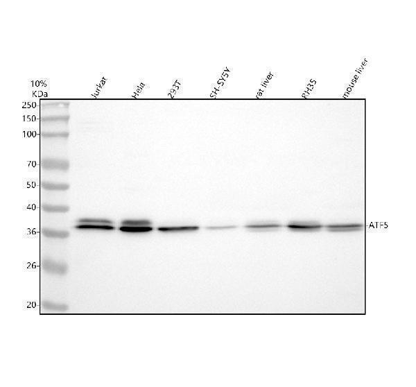 a02792 1 atf5 primary antibodies wb testing 1